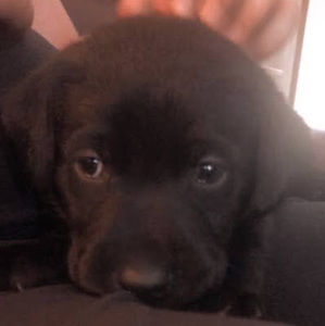 Meet your Posher, Graham